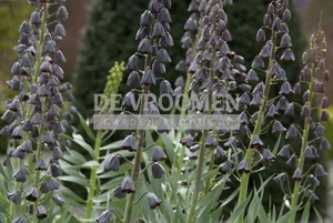 Fritillaria Persica