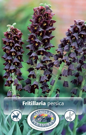 Fritillaria persica | 12 pce