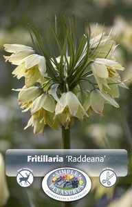 Fritillaria Raddeana | 16 pce