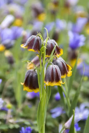 Fritillaria Uva-Vulpis