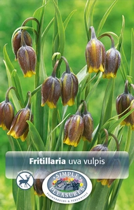 Fritillaria Uva Vulpis | Cappers 25 x 20