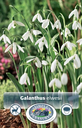 Galanthus elwesii | Cappers 10 x 15