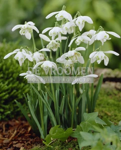 Galanthus Flore Pleno