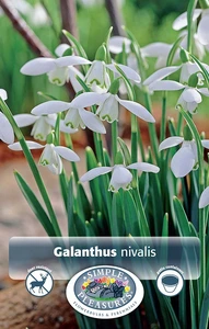 Galanthus nivalis | Cappers 10 x 15