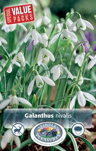 Galanthus nivalis | Cappers 25 x 15