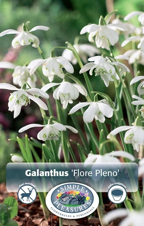 Galanthus Nivalis Flore Pleno | Cappers 5 x 15