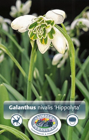 Galanthus Nivalis Hippolyta | Cappers 5 x 20