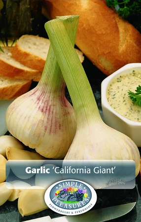 Garlic Garlic California Giant | Capper 5 x 16