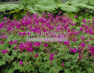 Geranium Bevan's Variety