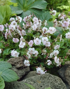 Geranium Biokovo (cantabrigiense)