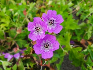 Geranium Bloom Time