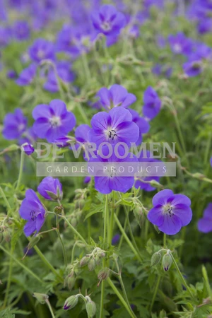 Geranium Brookside