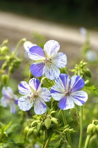 Geranium Delft Blue