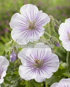 Geranium Derrick Cook