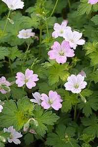 Geranium Dreamland PBR