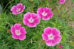 Geranium Elke