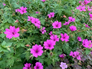 Geranium Elworthy Eyecatcher