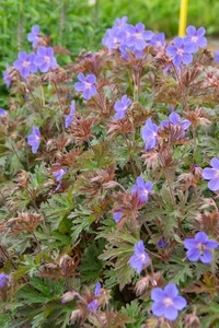 Geranium Kaya