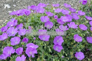 Geranium Max Frei