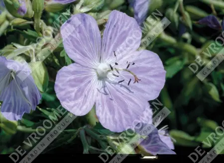 Geranium Mrs. Kendall Clark | 250 pce