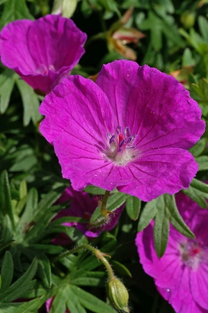 Geranium New Hampshire Purple