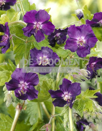 Geranium Raven