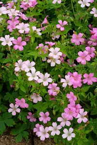 Geranium Rose Clair