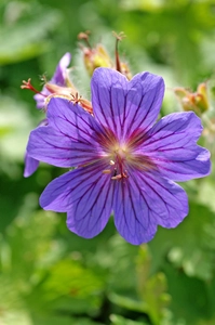 Geranium Rosemoor