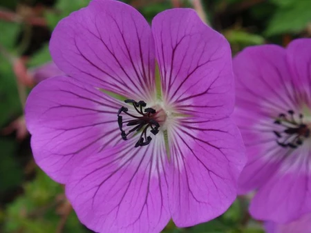 Geranium Rosetta PBR