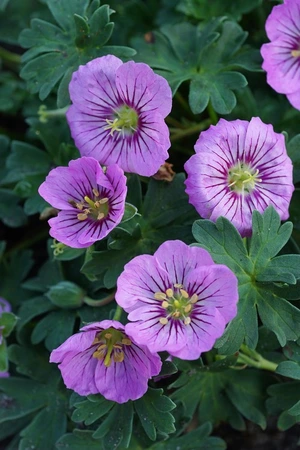 Geranium Rothbury Gem ® PBR