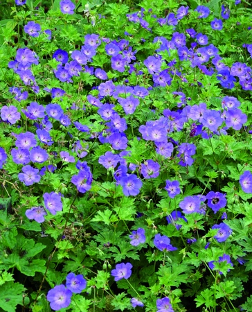 Geranium Rozanne PBR