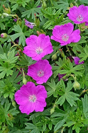 Geranium sanguineum