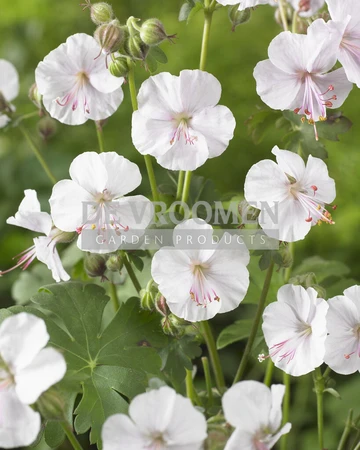 Geranium St. Ola