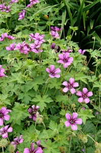 Geranium Sue Crug