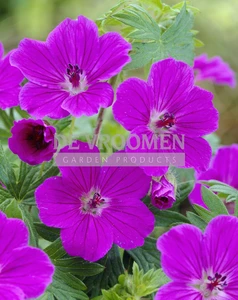 Geranium Tiny Monster