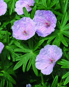 Geranium var. striatum