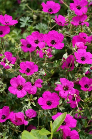 Geranium var. Subcaulescens (cinereum)