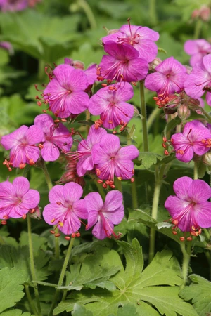 Geranium Vitalis