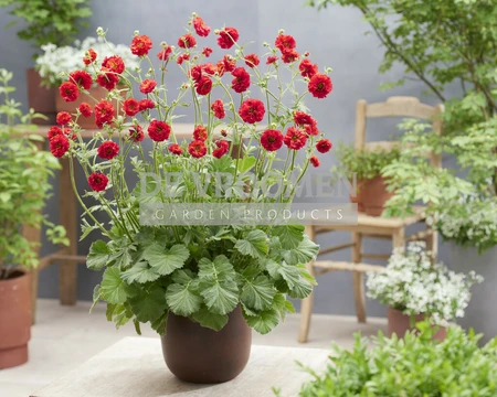 Geum Fiery Red | 25 pce