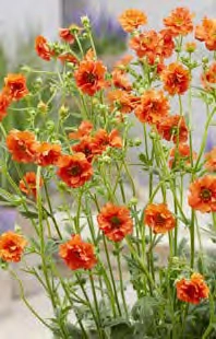 Geum Miss Clementine PBR | 25 pce