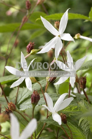 Gillenia Trifoliata