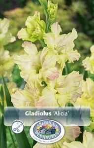 Gladiolus Alicia | Capper 5 x 16