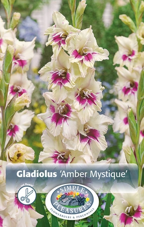 Gladiolus Amber Mistique | Capper 5 x 16