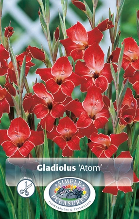 Gladiolus Atom | Capper 5 x 16