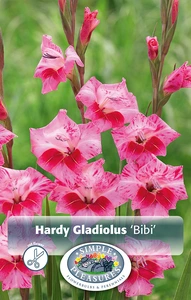 Gladiolus Bibi | Capper 5 x 16