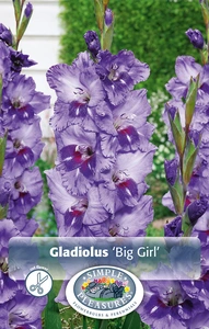 Gladiolus Big Girl | Capper 5 x 16