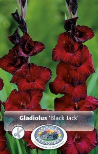 Gladiolus Black Jack | Capper 5 x 16