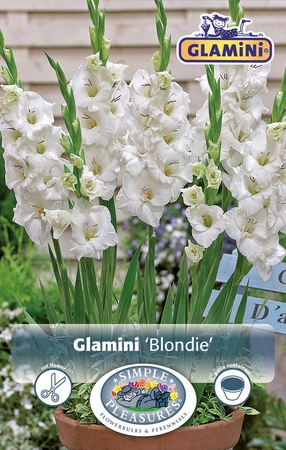 Gladiolus Blondie ® | Capper 5 x 16