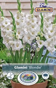 Gladiolus Blondie ® | Capper 5 x 16