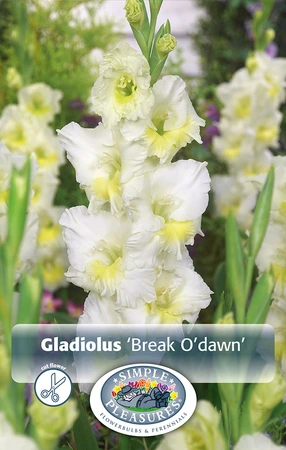 Gladiolus Break O'Dawn | Capper 5 x 16